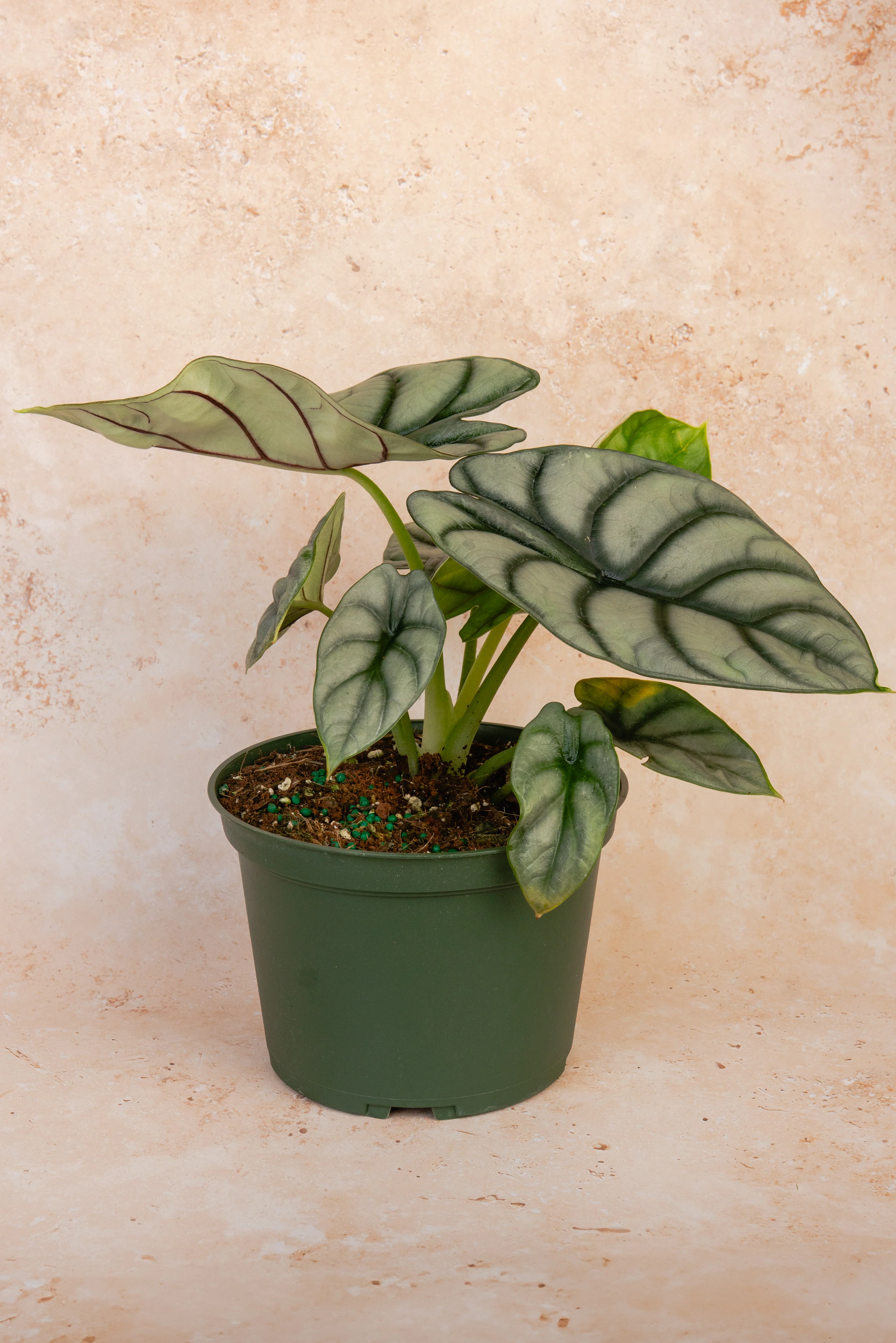 Alocasia ‘Silver Dragon’