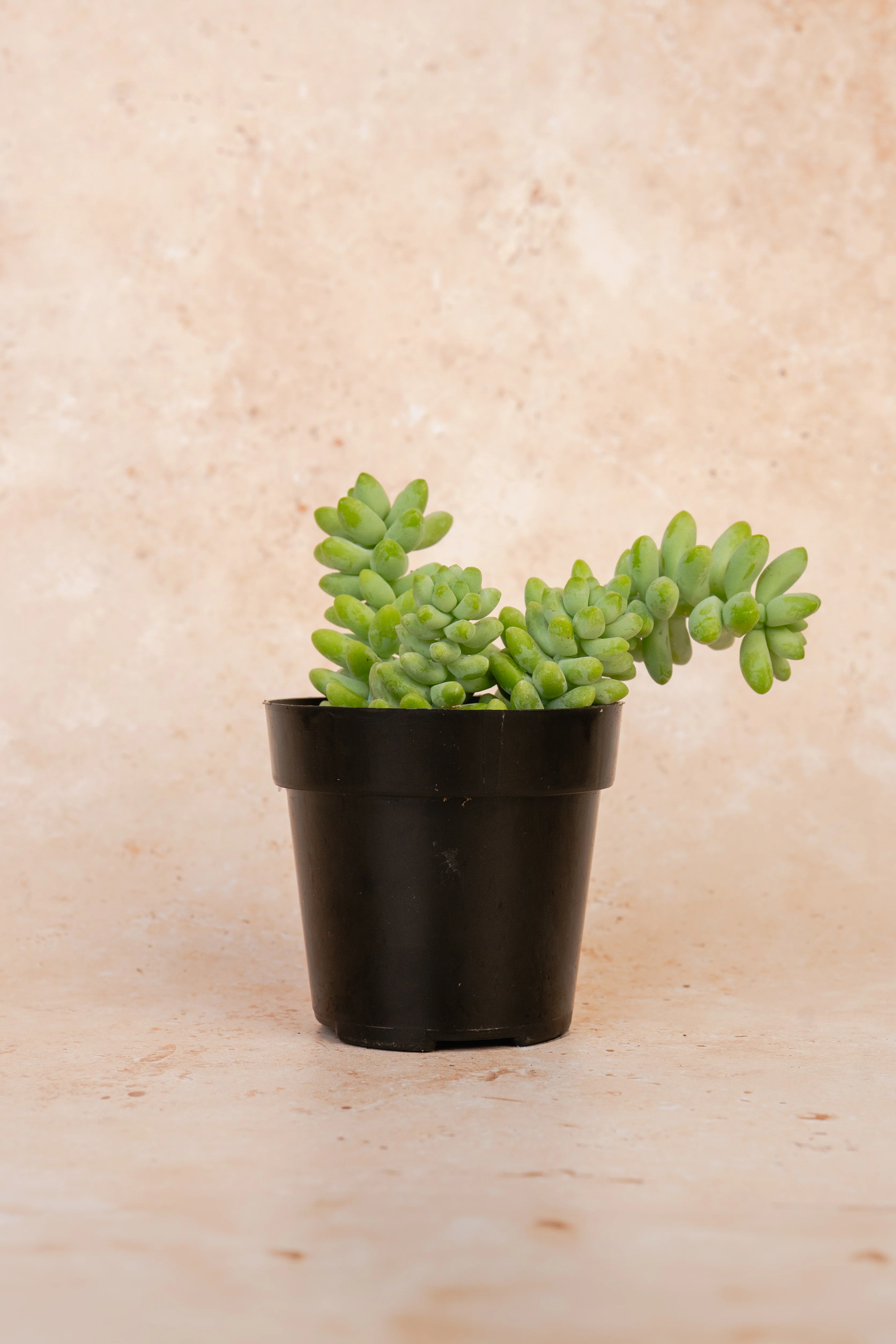 Sedum Morganianum Succulent