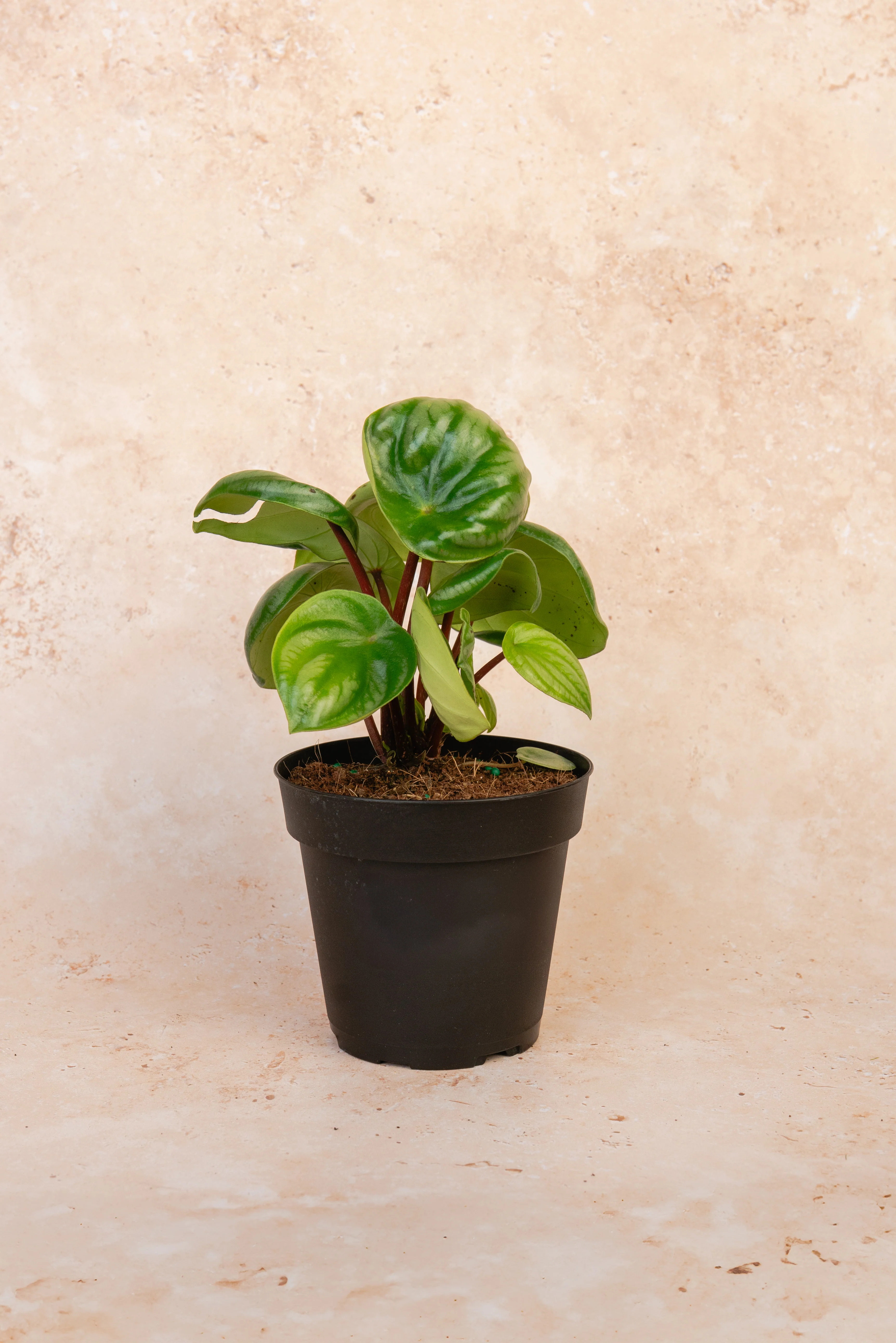 Watermelon Peperomia